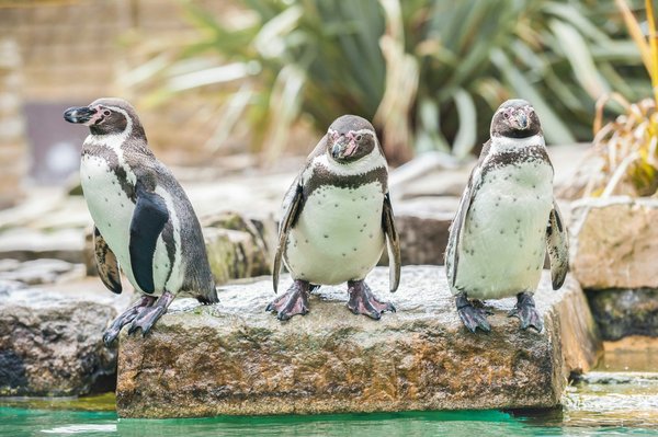 Explore les œuvres captivantes de georges rossi, artiste animalier